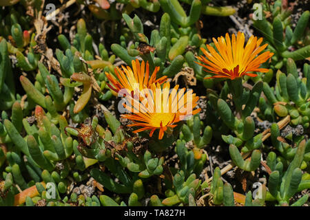 In der Nähe von Orange ice-Werk - LAMPRANTHUS Stockfoto