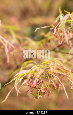 Nahaufnahme der Blätter und Blüten von Acer palmatum 'Villa Taranto', England, Großbritannien Stockfoto