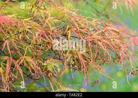 Nahaufnahme der Blätter und Blüten von Acer palmatum 'Villa Taranto', England, Großbritannien Stockfoto