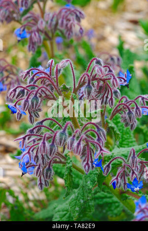 Blaue Blüten des Borretsch (Borago officinalis L.) Stockfoto