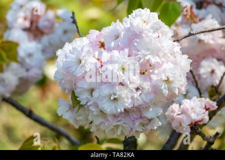 Üppig blühende Pink sakura Blüten. Hintergrundbild mit schönen Blumen. Stockfoto