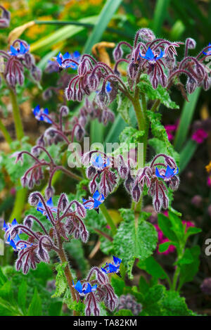 Blaue Blüten des Borretsch (Borago officinalis L.) Stockfoto