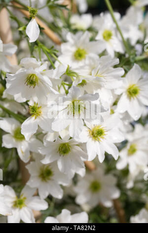 Clematis 'Early Sensation' Blumen. Stockfoto