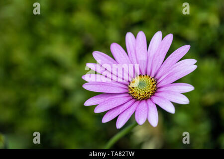 Nahaufnahme einer einzelnen Osteospermum jucundum compactum - Hardy Cape Daisy blühend in einem englischen Garten, UK Stockfoto