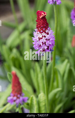 Nahaufnahme der Primula vialii / Vial's Primrose / Orchidee Primrose blühend in einem englischen Garten, UK Stockfoto