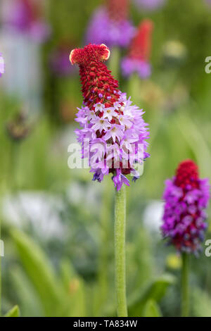 Nahaufnahme der Primula vialii / Vial's Primrose / Orchidee Primrose blühend in einem englischen Garten, UK Stockfoto