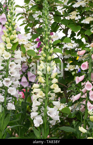 Der Digitalis nowy Berg" auf dem Display an der RHS Malvern Frühjahr zeigen. Stockfoto