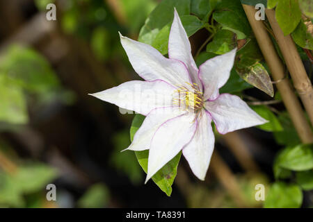 Nahaufnahme von Clematis Samaritan Jo, der in einem englischen Garten blüht Stockfoto