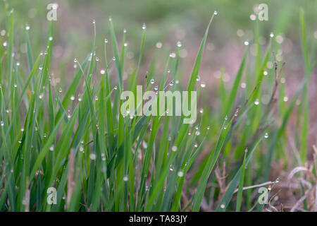 Morgentau auf Gras Blätter Stockfoto