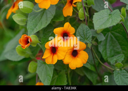 Thunbergia alata' Orange und Rot'. Black-Eyed Susan Blume. Stockfoto