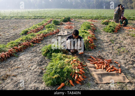 Die Landwirte Karotten aus den Feldern in Singair Manikganj, Bangladesch extrahieren Stockfoto