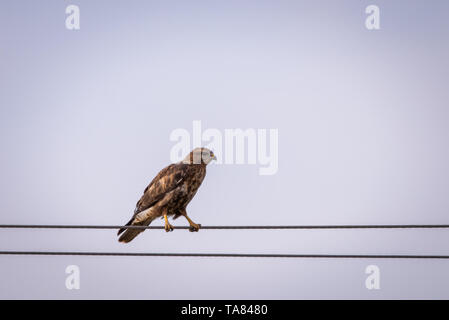 Oder Mäusebussard Buteo buteo thront auf einem Kabel. Stockfoto