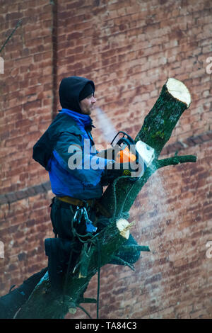 Ein Mann mit einer Kettensäge ist Beschneidung ein Baum, schneidet große Zweige. Stockfoto