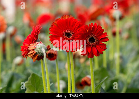 Gerbera Blumen auf einem Feld in Manikganj, Bangladesch. Stockfoto