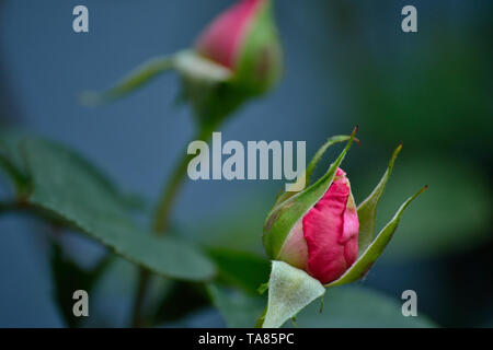 Rose knospen im Frühling Stockfoto