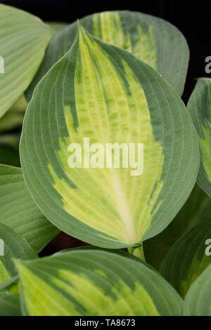 Hosta 'Verbotene Frucht' im Frühjahr. Stockfoto