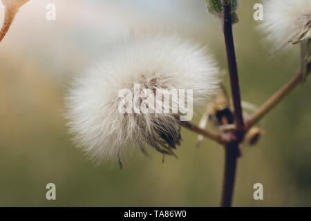 Klette dornige Lila Blume, grüne Knospen und Blätter im Kräutergarten. Blühende Heilpflanze Klette (Arctium Lappa, Klette, essbare Klette Stockfoto