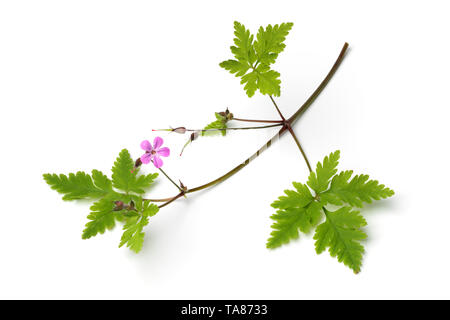 Frische Zweige von Roberts Geranium, Kraut, Robert,, auf weißem Hintergrund Stockfoto