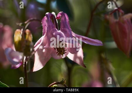 Aquilegia gemeinsamen Namen: Omas Motorhaube, Columbine woodlands Stockfoto