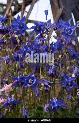 Aquilegia gemeinsamen Namen: Omas Motorhaube, Columbine woodlands Stockfoto