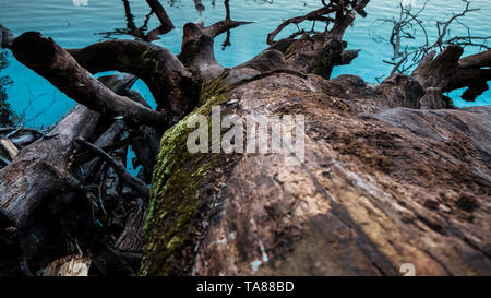 Abschneiden und gefallenen Baum in turqouise Wasser in einem See im Nationalpark Plitvice Stockfoto