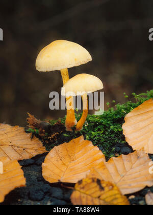 Schwefel Büschel Pilze, Hypholoma fasciculare Stockfoto