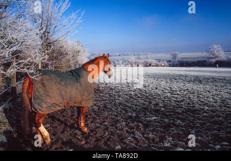Frostigen morgen UK, helle Sonne, ein einsames Pferd in einem Feld mit einem Mantel für Wärme! Stockfoto