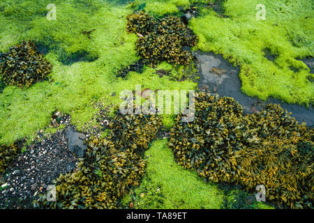 Algen am Strand bei Ebbe, Cladophora rupestris, Blase, Rack, Fucus vesiculosus Stockfoto