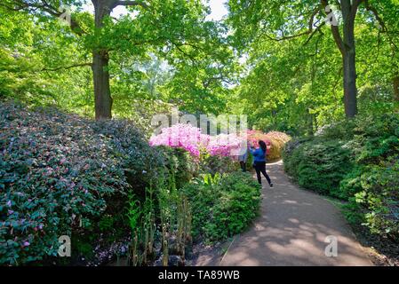 Die Isabella Plantation im Richmond Park an einem sonnigen Sommertag, Surrey, England, Großbritannien Stockfoto