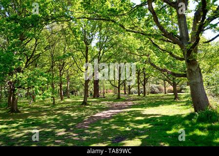 Die Isabella Plantation im Richmond Park an einem sonnigen Sommertag, Surrey, England, Großbritannien Stockfoto