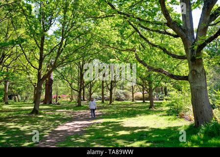 Die Isabella Plantation im Richmond Park an einem sonnigen Sommertag, Surrey, England, Großbritannien Stockfoto