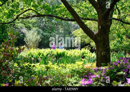 Die Isabella Plantation im Richmond Park an einem sonnigen Sommertag, Surrey, England, Großbritannien Stockfoto