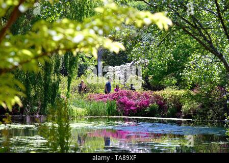 Die Isabella Plantation im Richmond Park an einem sonnigen Sommertag, Surrey, England, Großbritannien Stockfoto