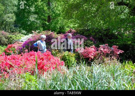 Die Isabella Plantation im Richmond Park an einem sonnigen Sommertag, Surrey, England, Großbritannien Stockfoto