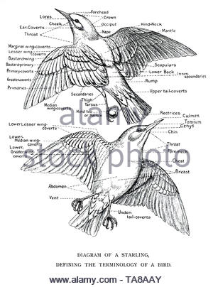 Diagramm eines Starling, Festlegung der Terminologie eines Starling, vintage Abbildung von 1898 Stockfoto