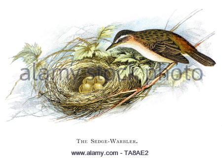 Schilfrohrsänger (Acrocephalus schoenobaenus) am Nest mit Eiern, vintage Abbildung im Jahr 1898 veröffentlicht. Stockfoto