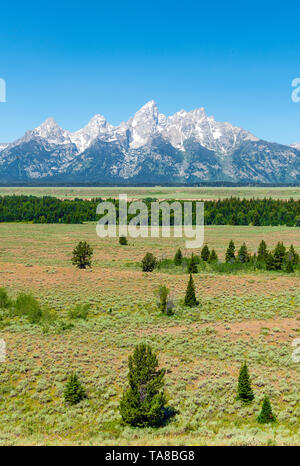 Die majestätischen Gipfel der Grand Tetons an einem hellen Sommertag mit einem Pinienwald im Vordergrund, Grand Teton National Park, Wyoming, USA. Stockfoto