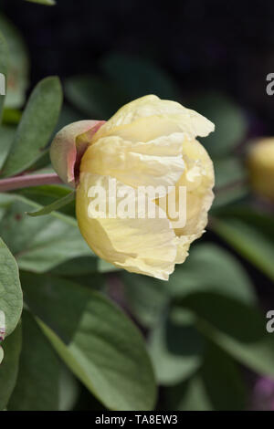 Kaukasische Päonie, Svavelpion (Paeonia daurica Subsp mlokosewitschii) Stockfoto