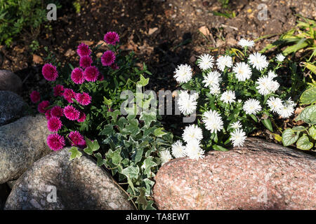 'Victoria' Michaelmas Gänseblümchen, Höstaster (Symphyotrichum novi-belgii) Stockfoto