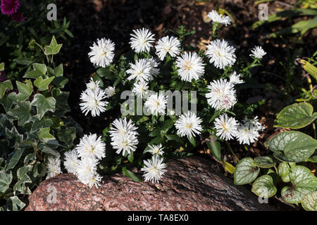 'Victoria' Michaelmas Gänseblümchen, Höstaster (Symphyotrichum novi-belgii) Stockfoto