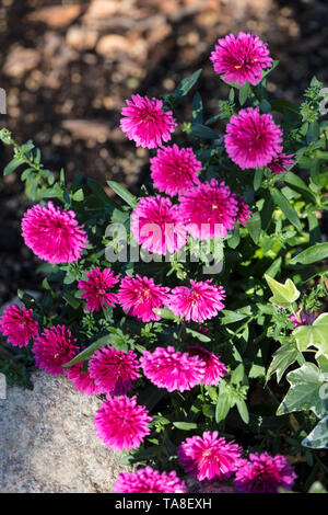 'Victoria' Michaelmas Gänseblümchen, Höstaster (Symphyotrichum novi-belgii) Stockfoto