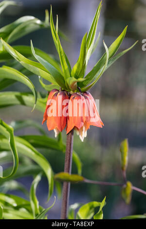 'Alba' Crown Imperial, Kejsarkrona (Fritillaria imperialis) Stockfoto