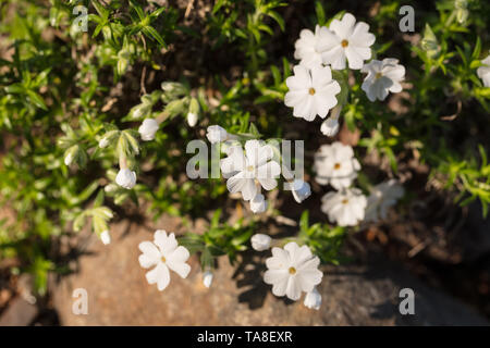 'Maischnee' kriechenden Phlox, Mossflox (Phlox subulata) Stockfoto