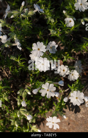 'Maischnee' kriechenden Phlox, Mossflox (Phlox subulata) Stockfoto