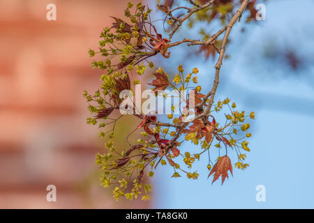 Junge Sugar maple Blätter und Blumen, die im Frühling - blauer Himmel und Ziegel im Hintergrund Stockfoto