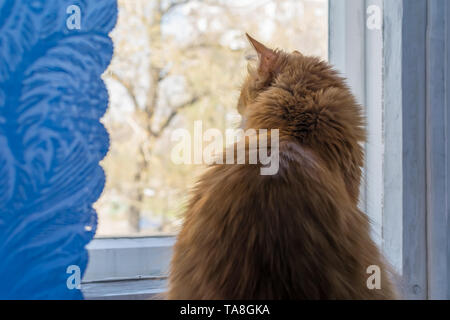 Flauschige Katze mit rotem Fell sitzt auf dem Fensterbrett und schaut aus dem Fenster gegen den blauen Vorhang Stockfoto