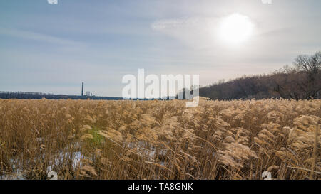 Schönen Bereich der goldenen Farbe aquatische Gräser/Schilf Hintergrundbeleuchtung durch helle Sonne mit Kohle- Kraftwerk im Hintergrund - auf den Minnesota River im Minn Stockfoto