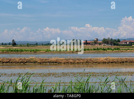 Reisfelder in der Provinz Vercelli, Italien. eine Landschaft, die aus vielen gepflegten Teichen. Stockfoto