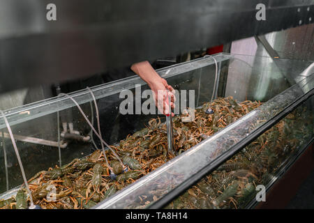 Der Händler zieht die Krebse aus Wasser. Krabben, Langusten und Austern zum Verkauf in einem Wasser Aquarien an der Straße Markt in Frankreich. Meeresfrüchte Konzept. Stockfoto