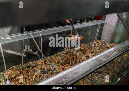 Der Händler zieht die Krebse aus Wasser. Krabben, Langusten und Austern zum Verkauf in einem Wasser Aquarien an der Straße Markt in Frankreich. Meeresfrüchte Konzept. Stockfoto